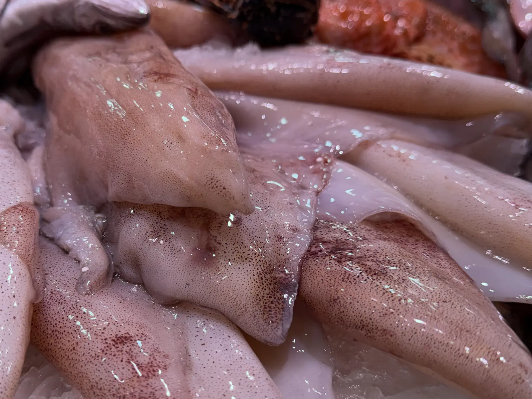 Calamars